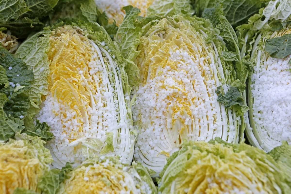 소금에 절인 배추 / Stock for you-shutterstockcom