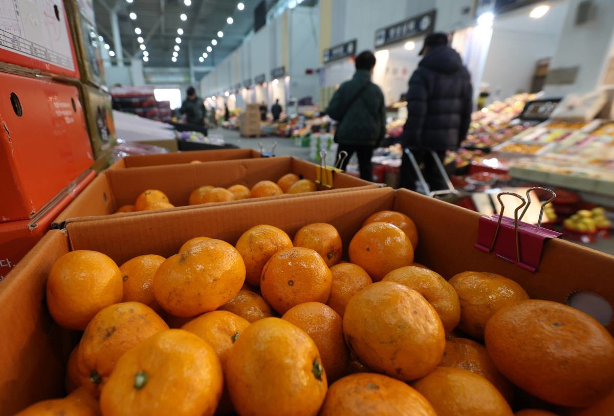 도매시장 과일동에 감귤이 쌓여있다 / 뉴스1