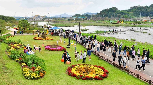 올해 장성 황룡강 가을꽃축제가 방문객 40만여 명을 기록하며 성황리에 막을 내렸다. 장성군 제공