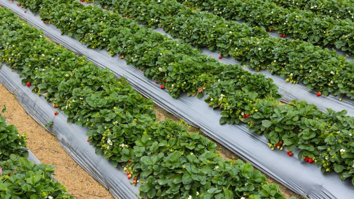 딸기 밭 자료사진 / leungchopan-shutterstock.com