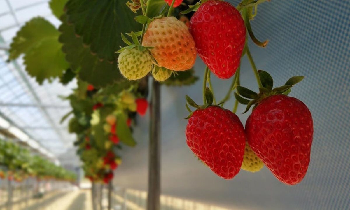 상주에서 생산하는 딸기 / 상주시