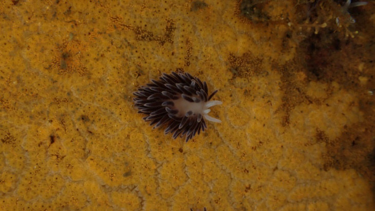 까미갯민숭이 자료사진. / 국립해양생물자원관