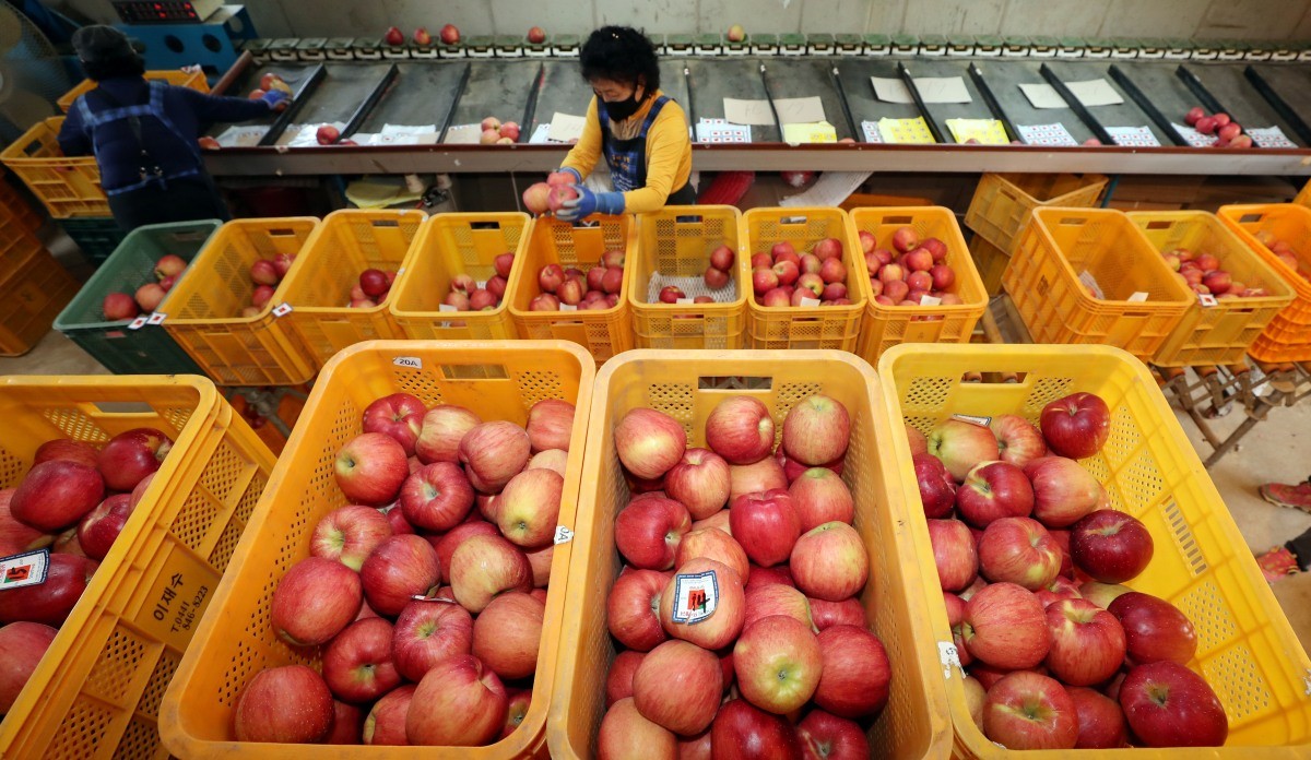충주사과 출하 / 연합뉴스