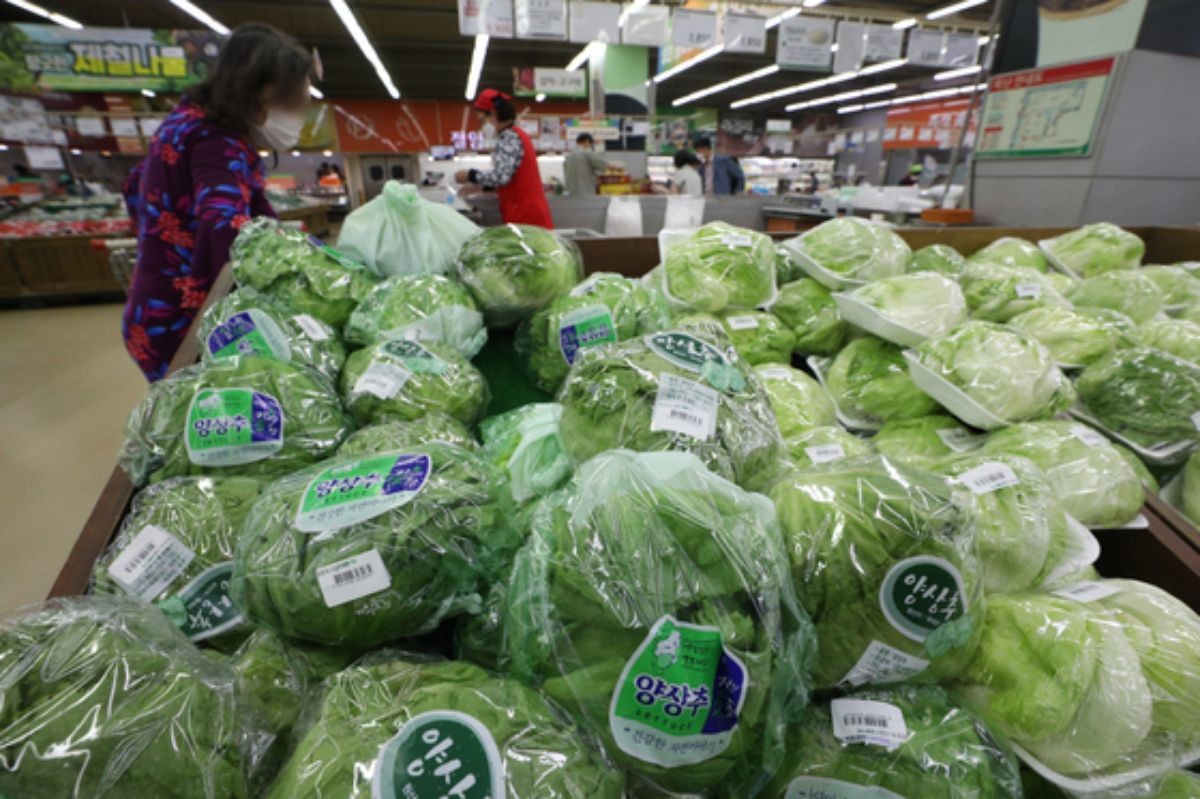 서울의 한 대형마트에서 시민들이 양상추를 고르고 있다. / 뉴스1