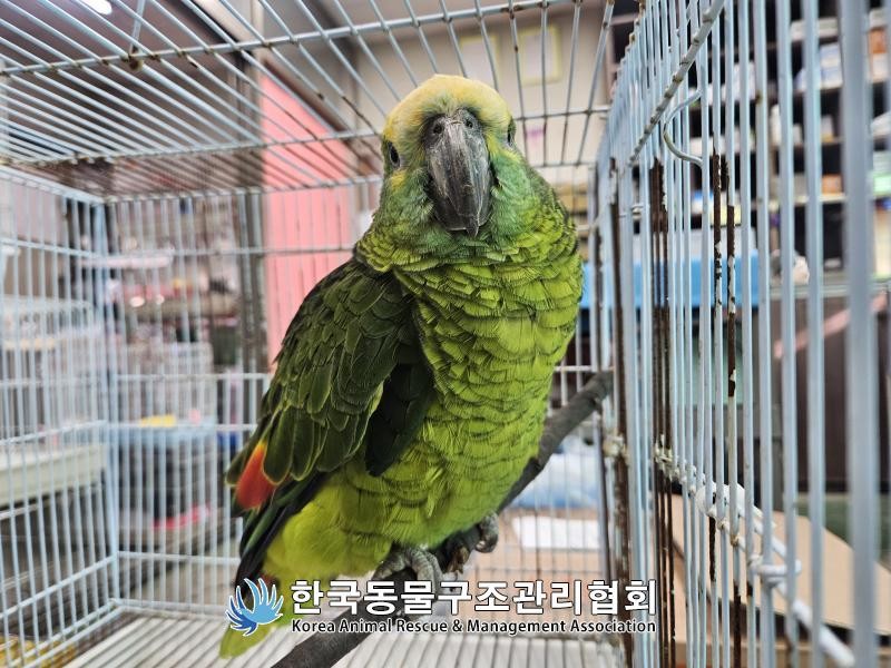 지난 16일 서울 영등포구 양평동에 있는 한 카페에서 구조된 앵무새. / 한국동물구조관리협회 제공