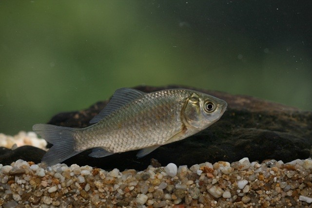 붕어 자료사진. / 국립생물자원관