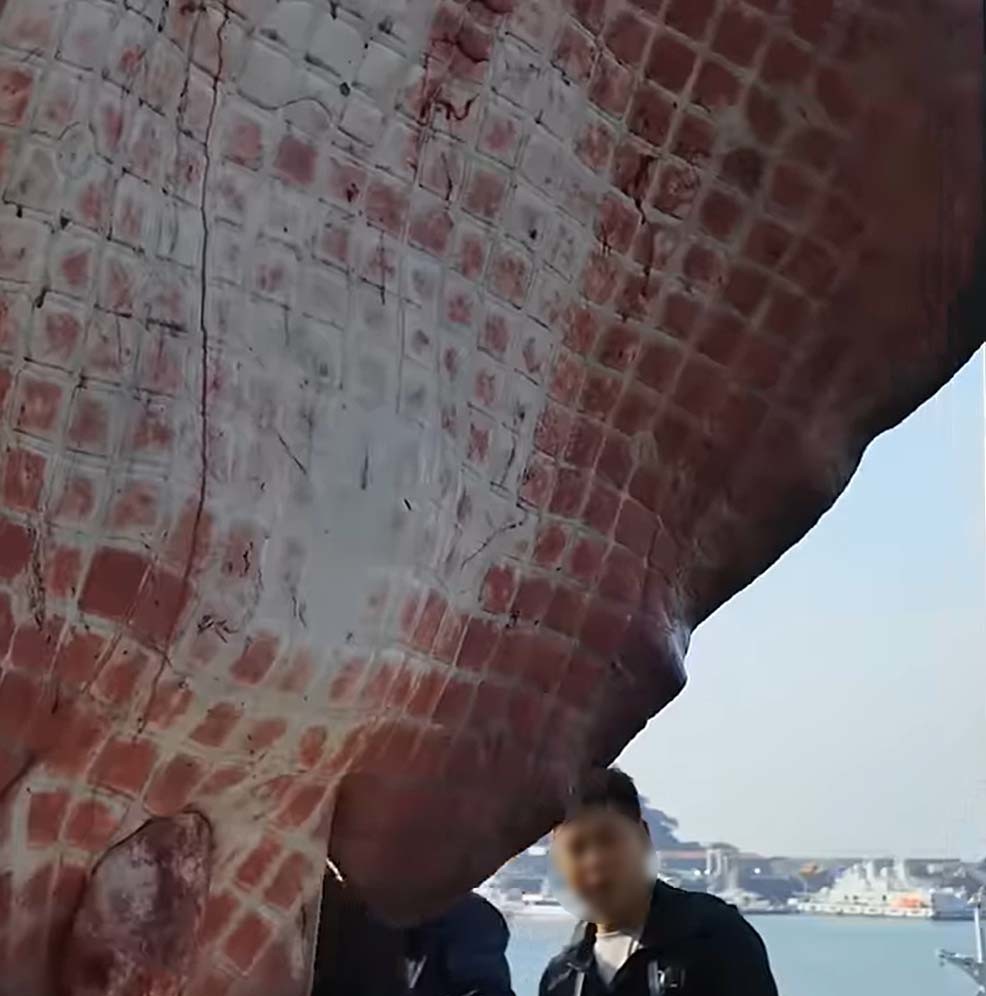 태안 앞바다에서 잡힌 거대 가오리 / '찐투어' 유튜브 채널