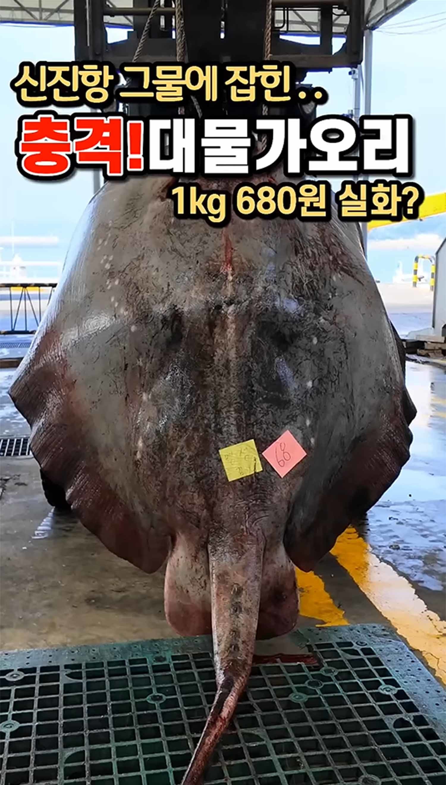 태안 앞바다에서 잡힌 거대 가오리 / '찐투어' 유튜브 채널