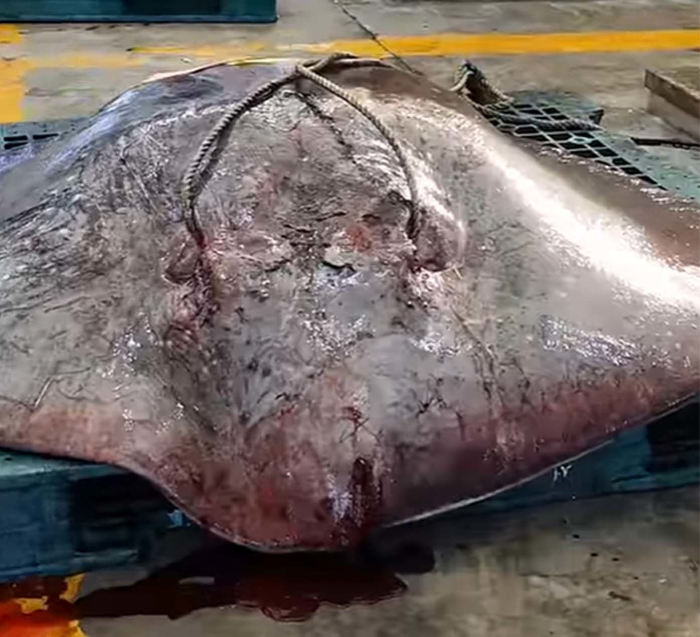 태안 앞바다에서 잡힌 거대 가오리 / '찐투어' 유튜브 채널