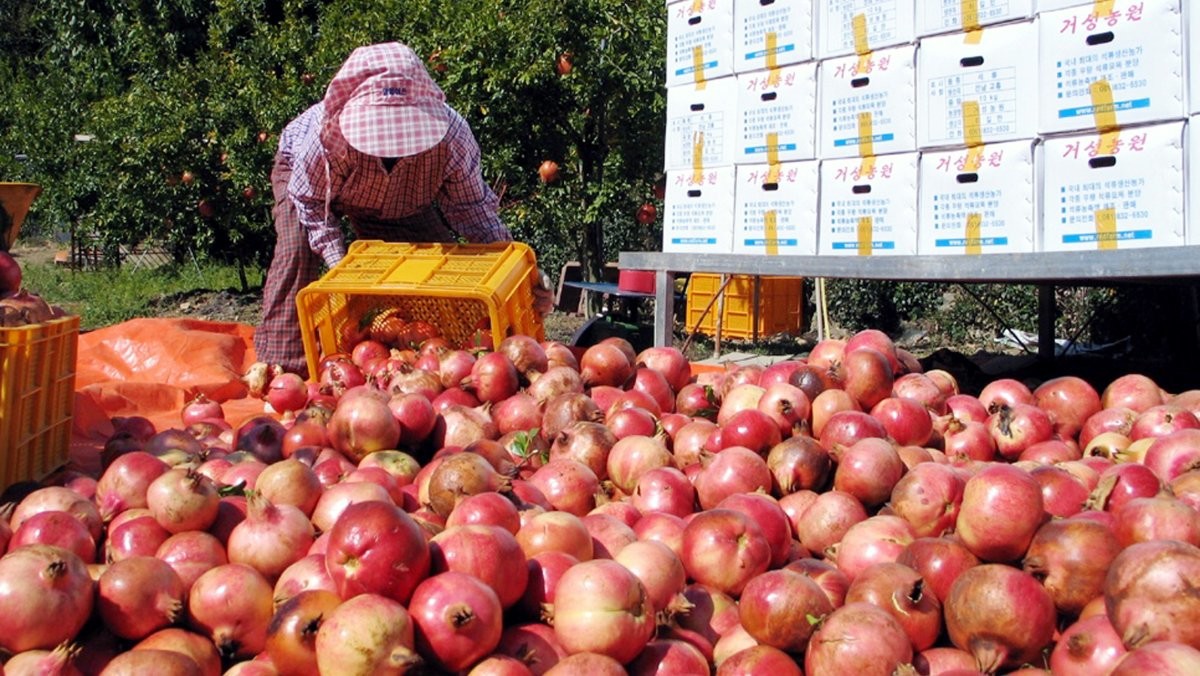 보기만 해도 새콤달콤 석류 / 연합뉴스