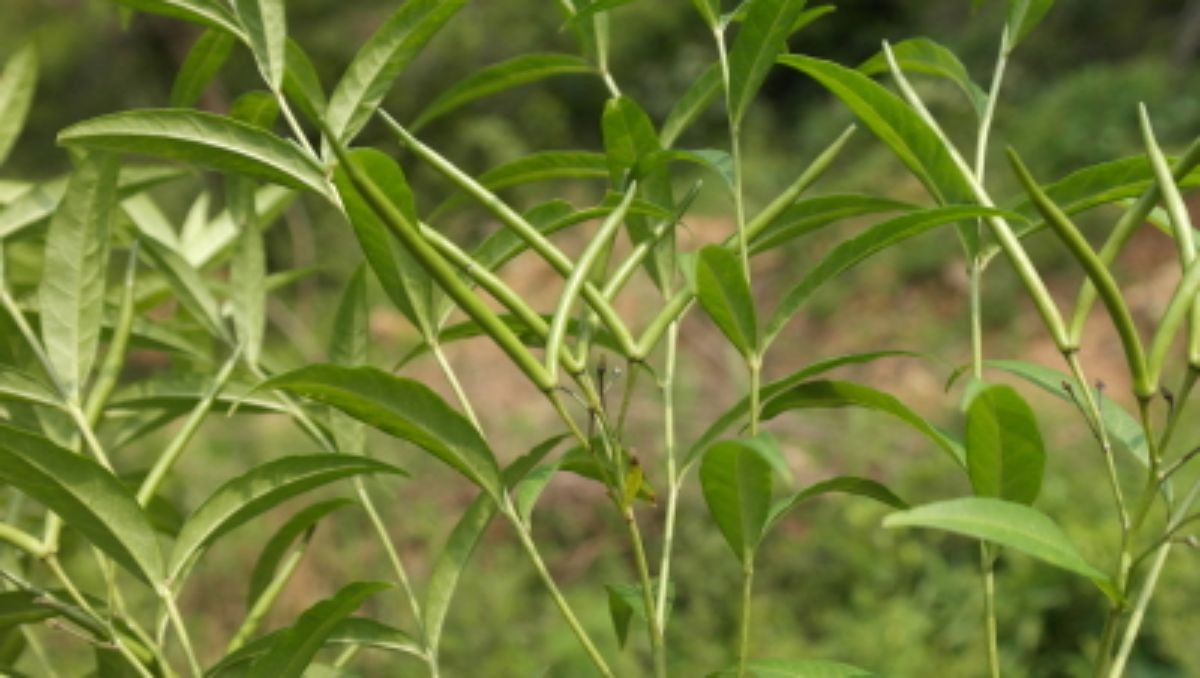 정향풀 열매. / 산림청 제공