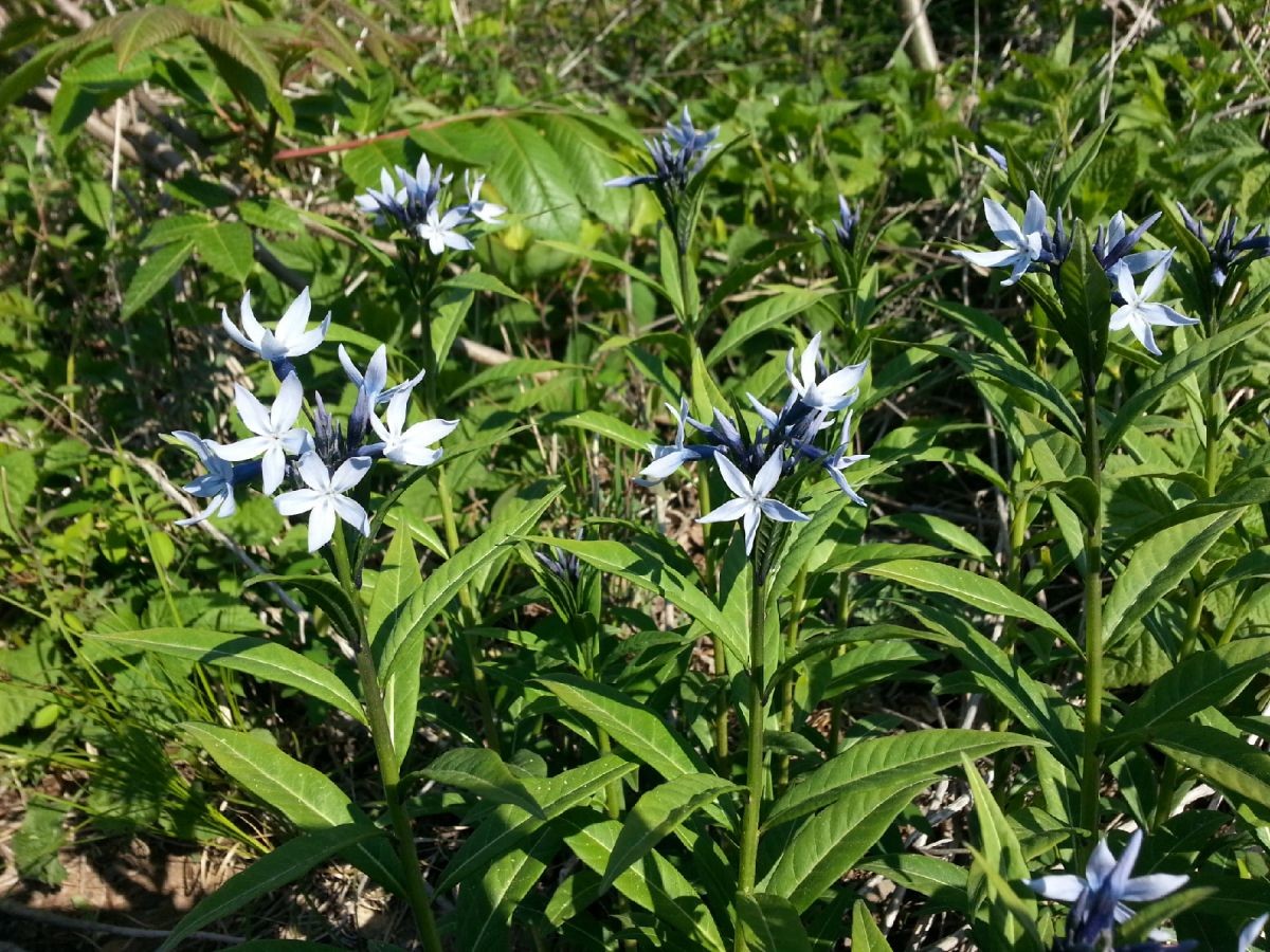 정향풀 꽃. / 산림청 제공
