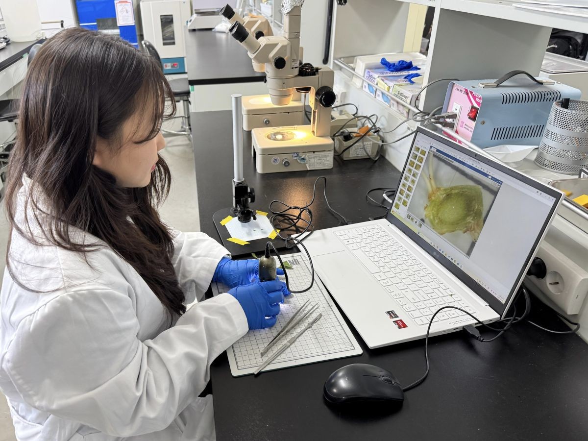 증식법 연구 모습. / 산림청 제공