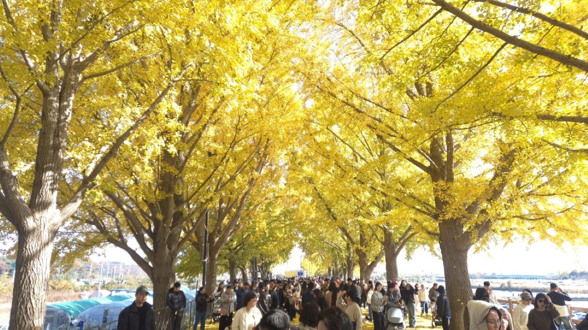 아산 곡교천 은행나무길 ‘황금빛 가을 정취 절정’ / 아산시