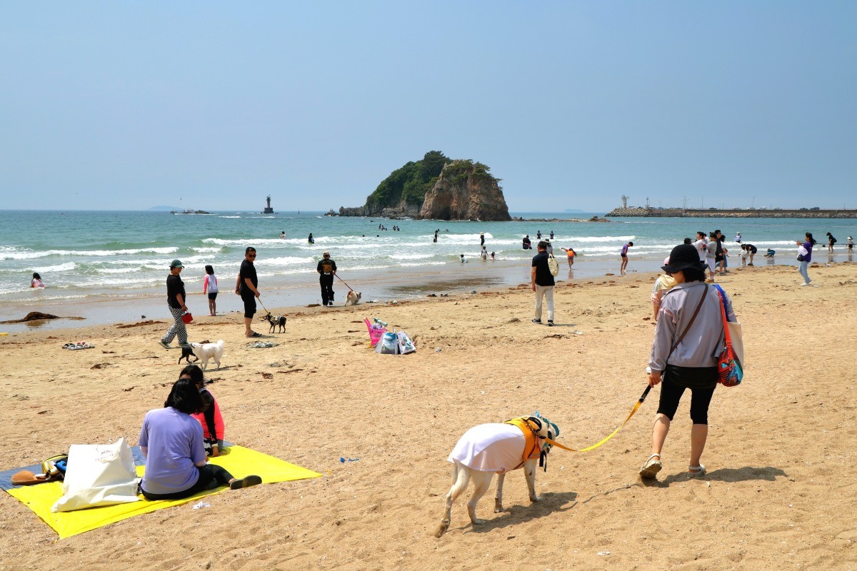 지난 6월 열린 반려동물 해변운동회 / 태안군