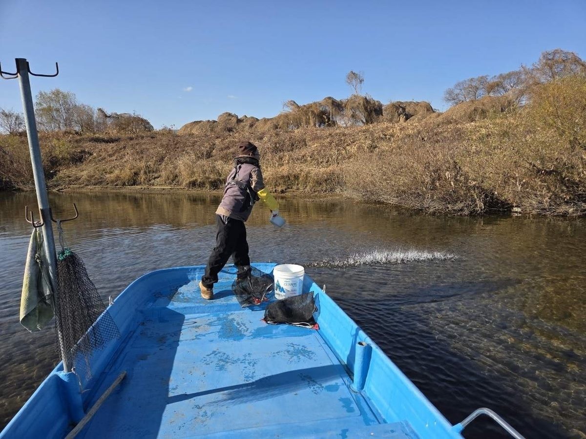 연천군 다슬기 방류 행사 모습. 경기 연천군은 임진강 및 한탄강 수역에서 다슬기 치어 83만 마리를 방류했다고 19일 밝혔다. / 연천군 제공