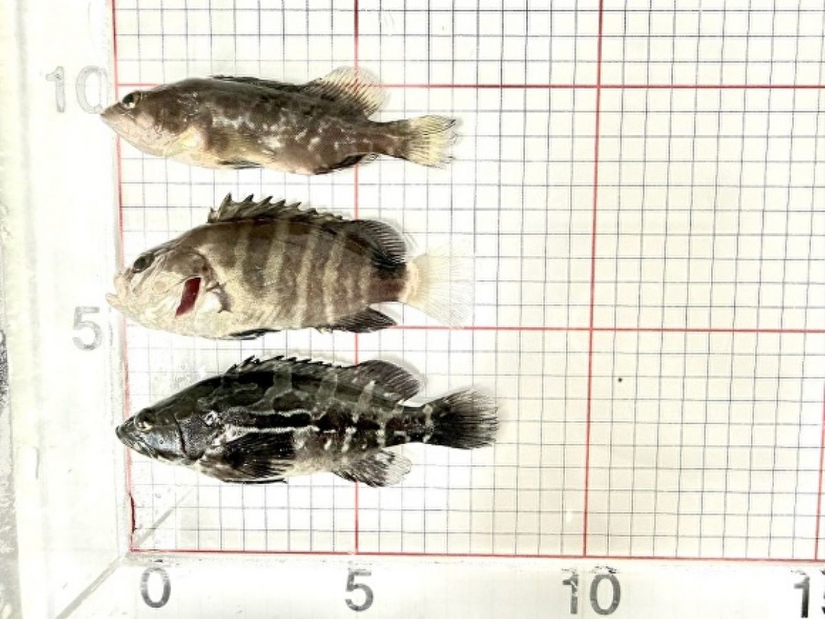바리과 3종 / 제주해양수산연구원