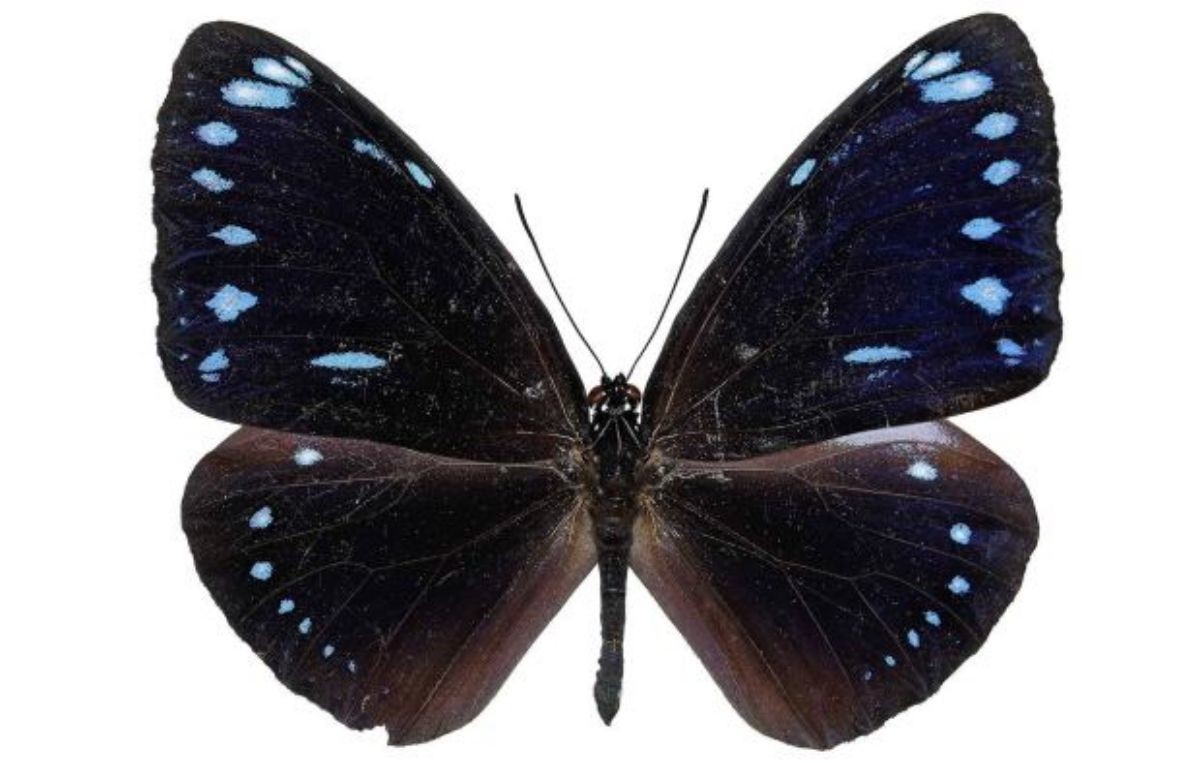 거제도에서 발견된 푸른줄까마귀왕나비. / 국립호남권생물자원관 제공