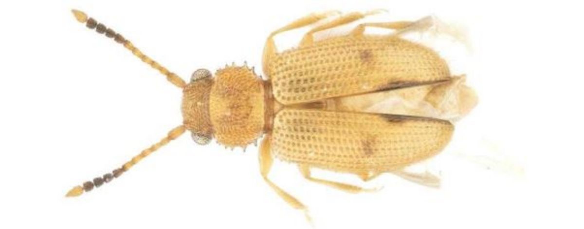 제주도에서 발견된 닮은모래가는납작벌레. / 국립호남권생물자원관 제공