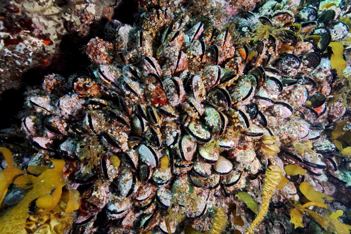 홍합 자료사진. / 국립생물자원관