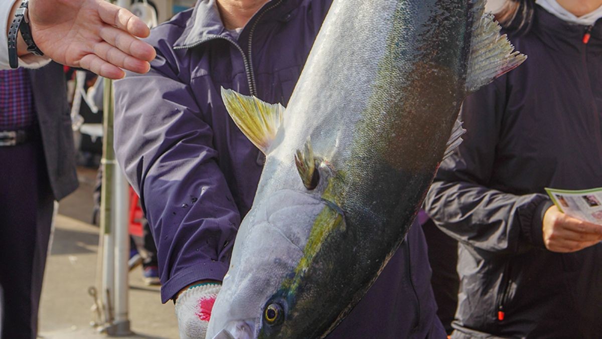 방어축제 행사 모습. 방어가 손에 들려있다. 2019년 자료. / 최남단 방어축제 공식 홈페이지