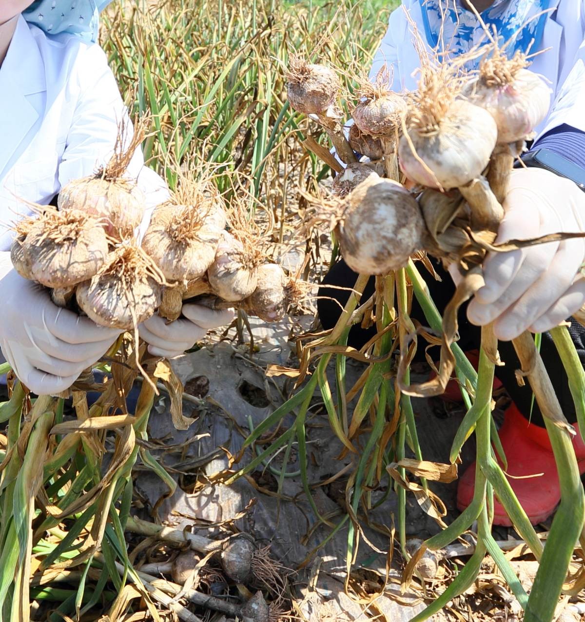마늘 '홍산' 품종. 홍산은 끝 부분이 초록색을 띠는 특징이 있다. / 농촌진흥청 제공-뉴스1