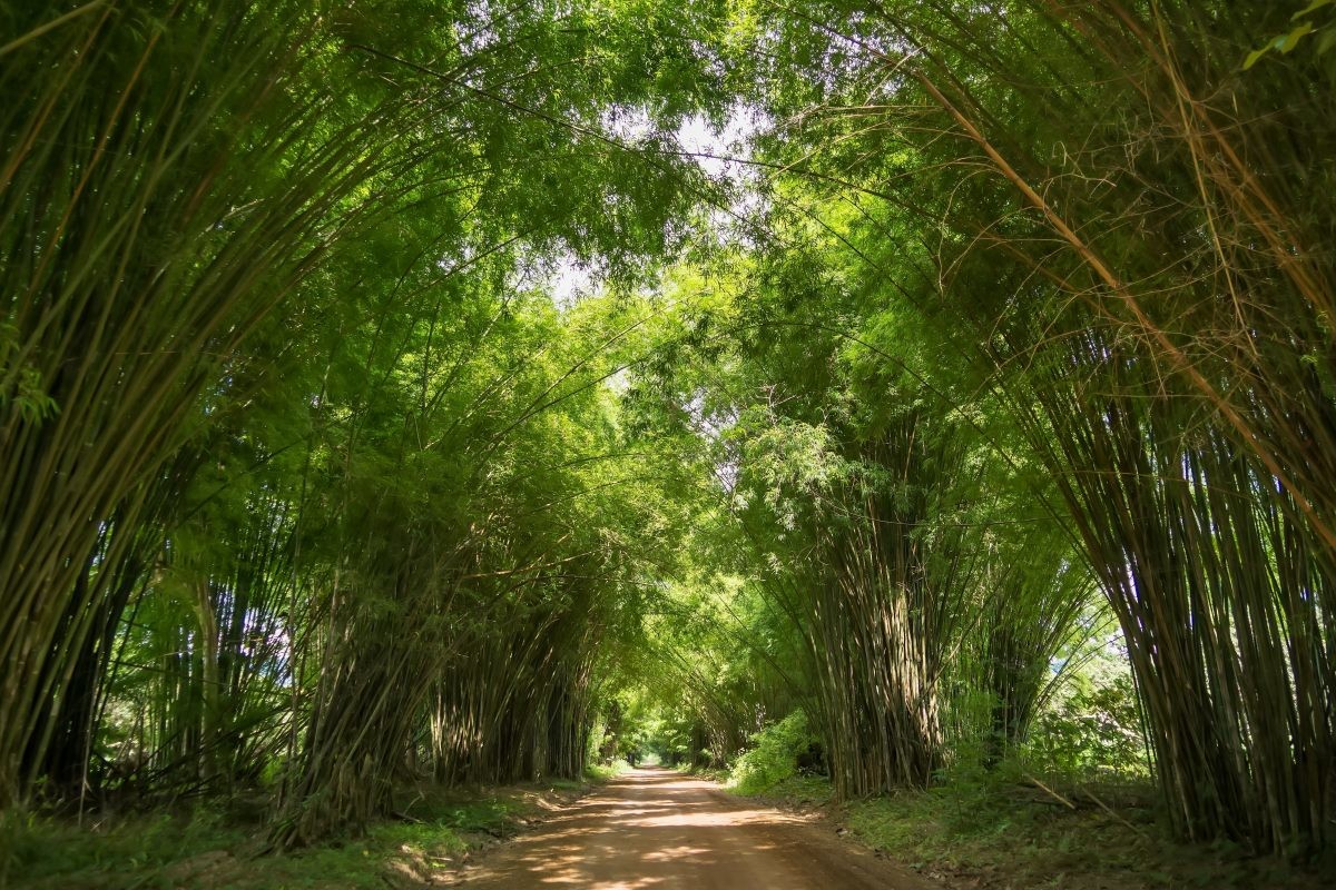 죽녹원. / Bubbers BB-shutterstock.com