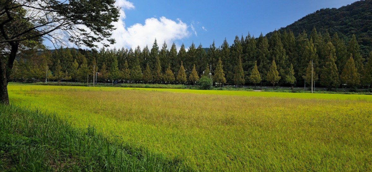 관방제림. / SeonDeok OH-shutterstock.com