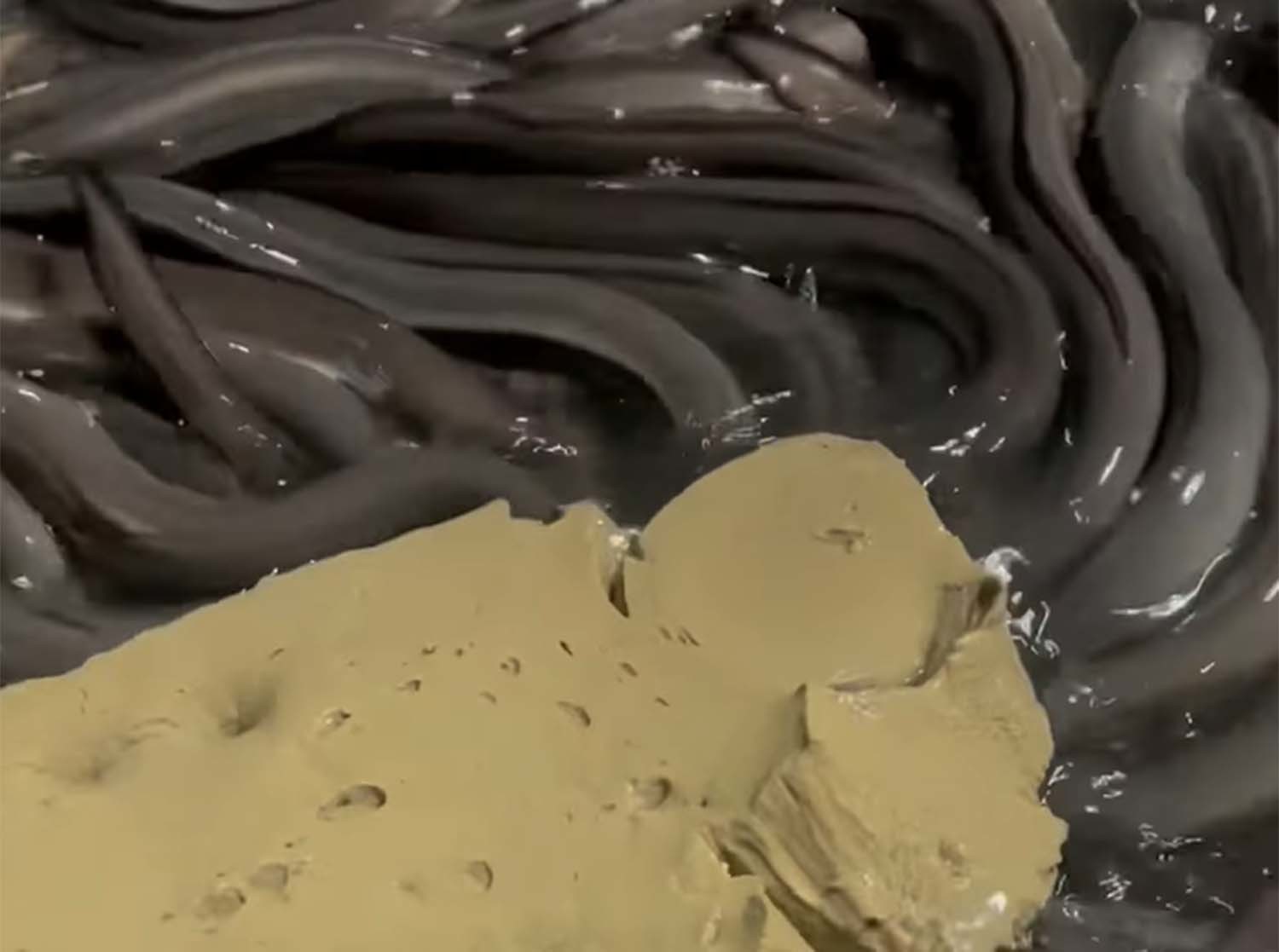 뱀장어 / '바다이야기' 유튜브 채널