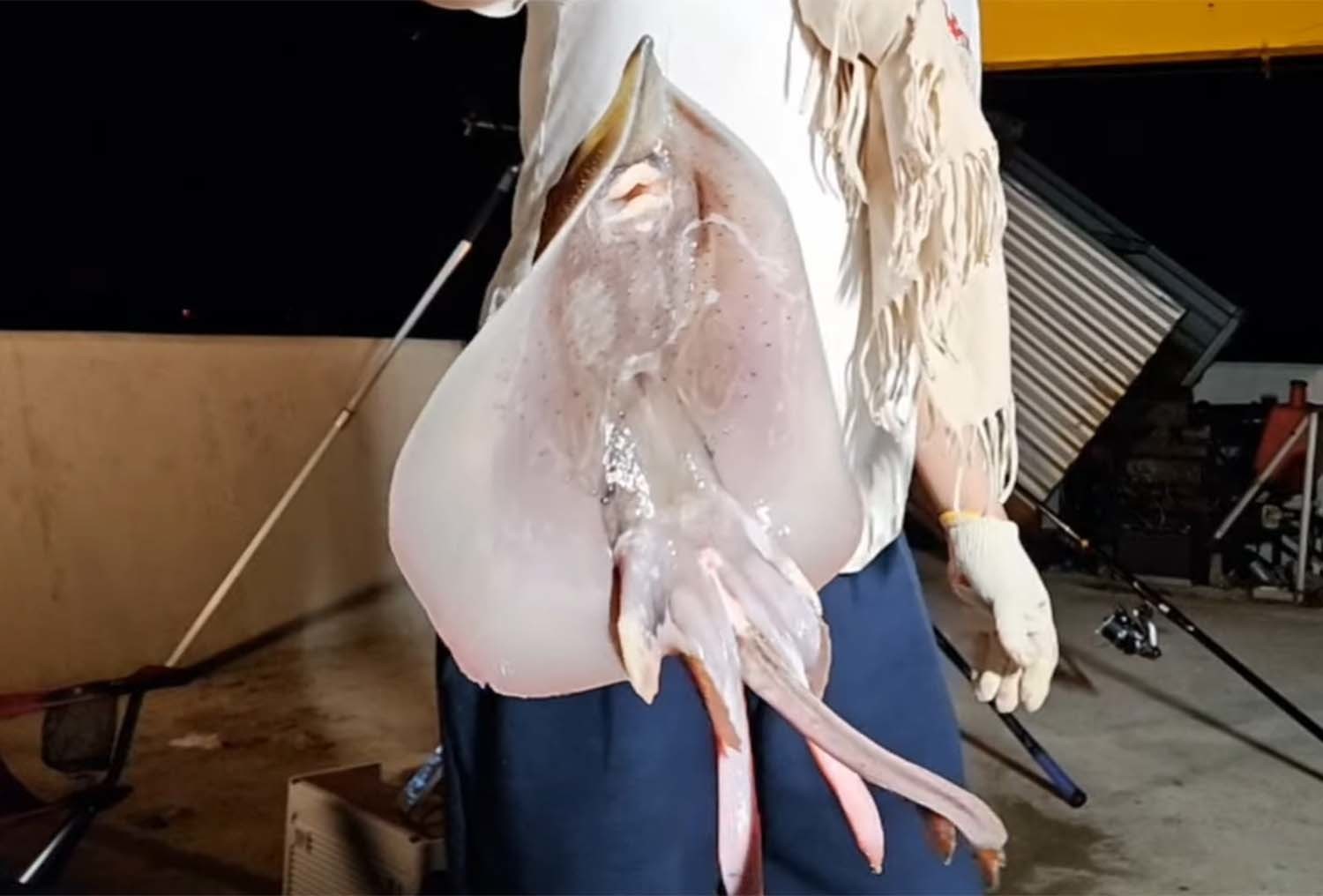 유튜버 '만쿨아빠'가 잡은 간재미. 표준명은 홍어다.