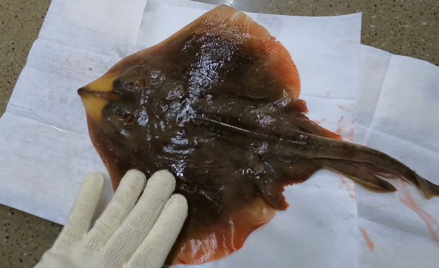 유튜버 '만쿨아빠'가 잡은 간재미. 표준명은 홍어다.