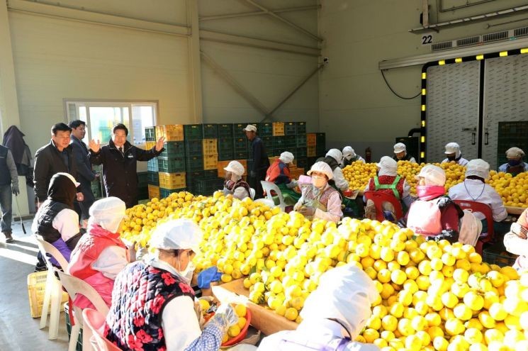 전남 고흥군은 20일 두원농협 유자 수매장을 방문해 생산과 유통 상황을 점검했다. / 고흥군