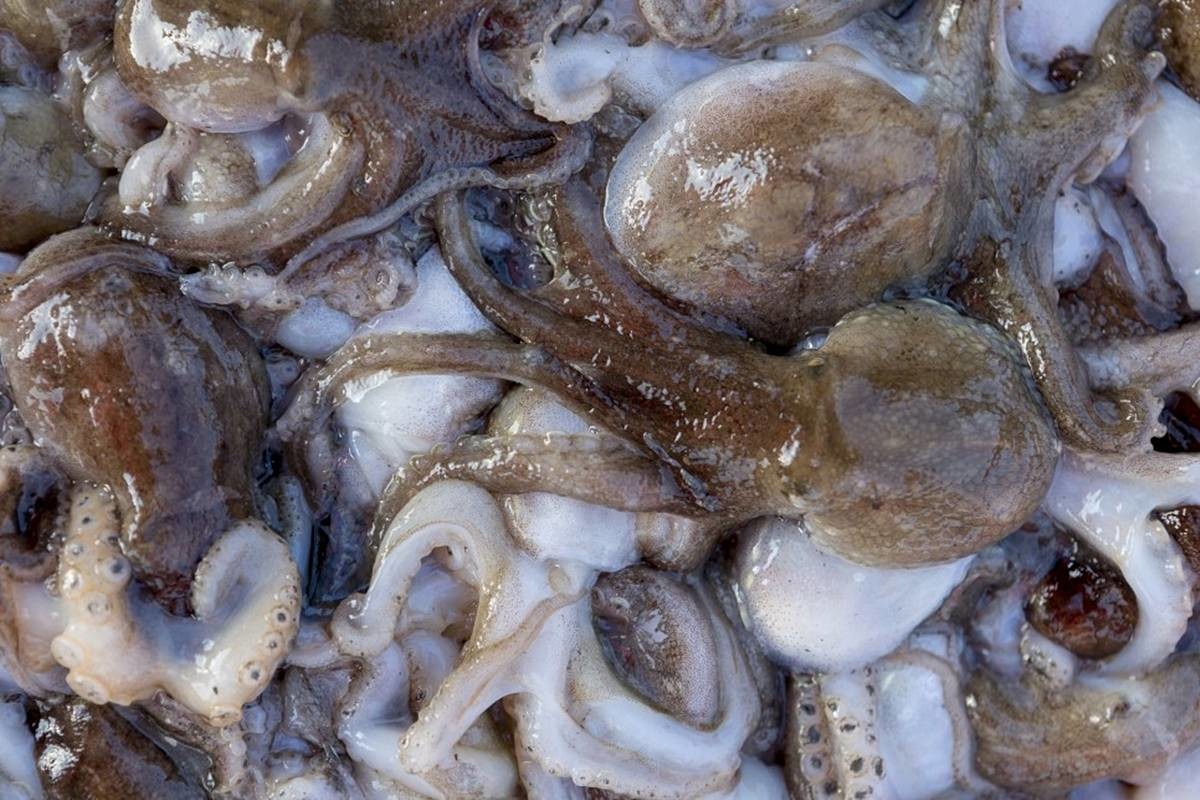 주꾸미 / 보령시 제공, 연합뉴스