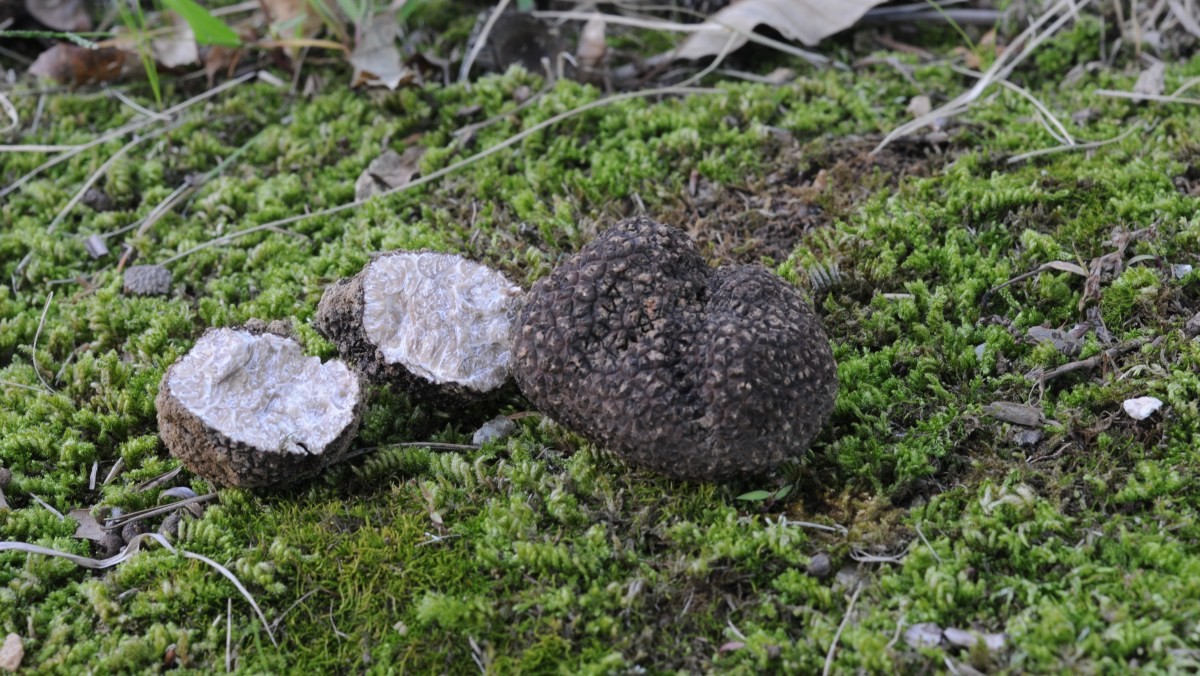 국내에 새롭게 보고된 흙갈색덩이버섯(Tuber himalayense). 중국에서 최초 보고된 종으로 현재 식재료로 활용되고 있다. / 국립생물자원관 제공