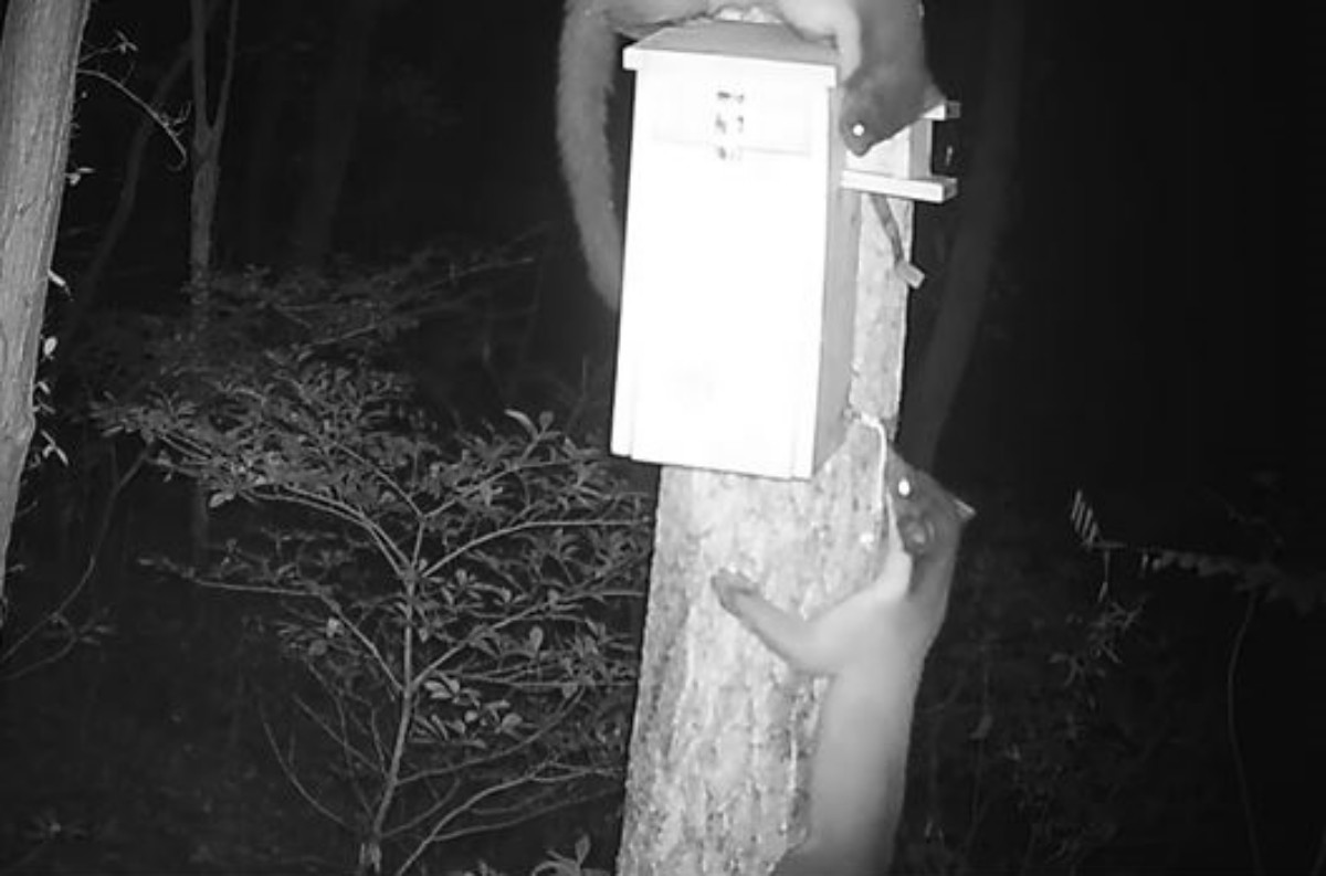 한려해상국립공원에서 관찰됨 담비 한 쌍 / 한려해상국립공원사무소