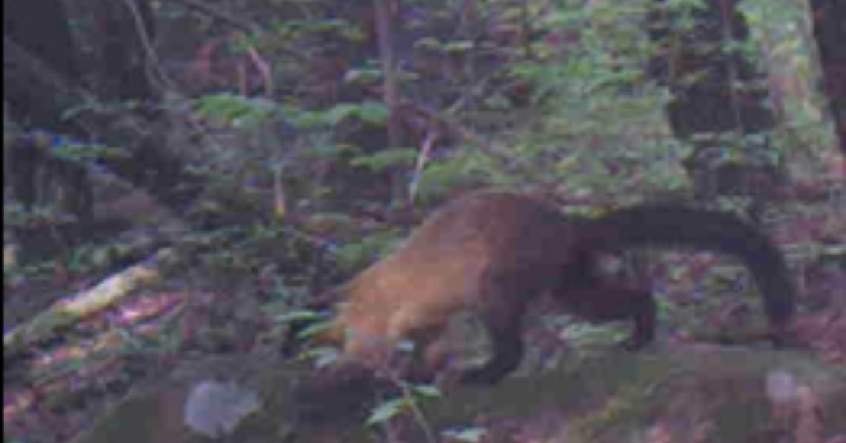 무등산국립공원에서도 포착된 담비 / 뉴스1