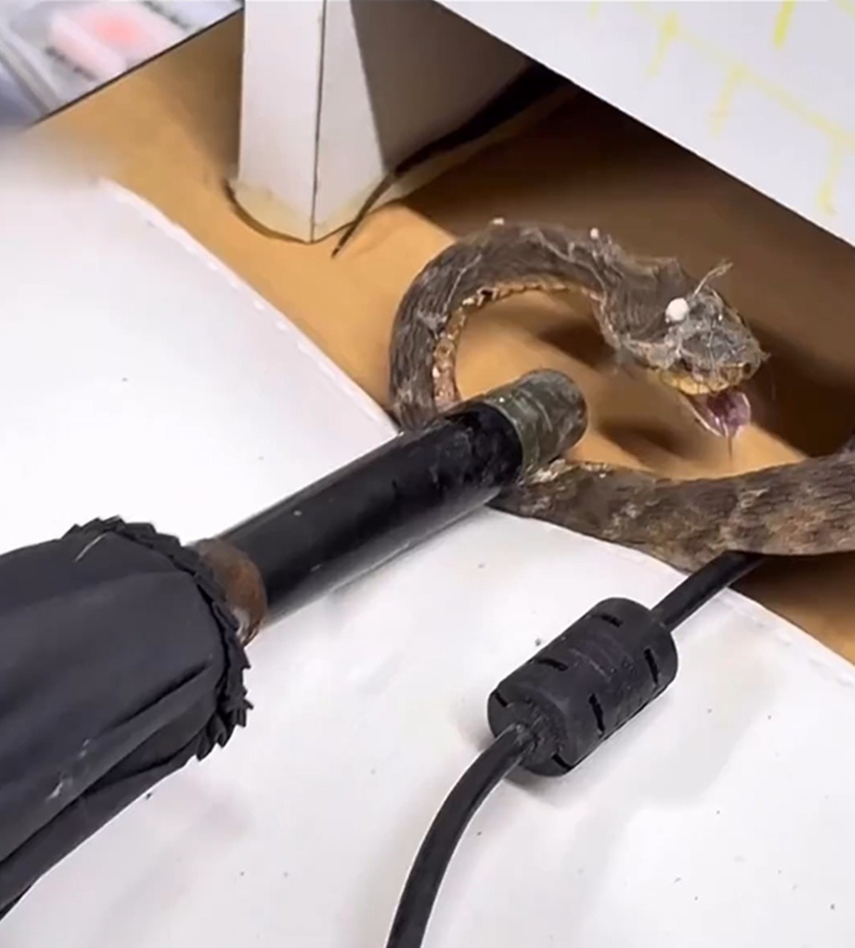 이하 사무실 책상 아래에 기어든 살모사를 우산으로 제압하는 농장주. / 인스타그램·에펨코리아