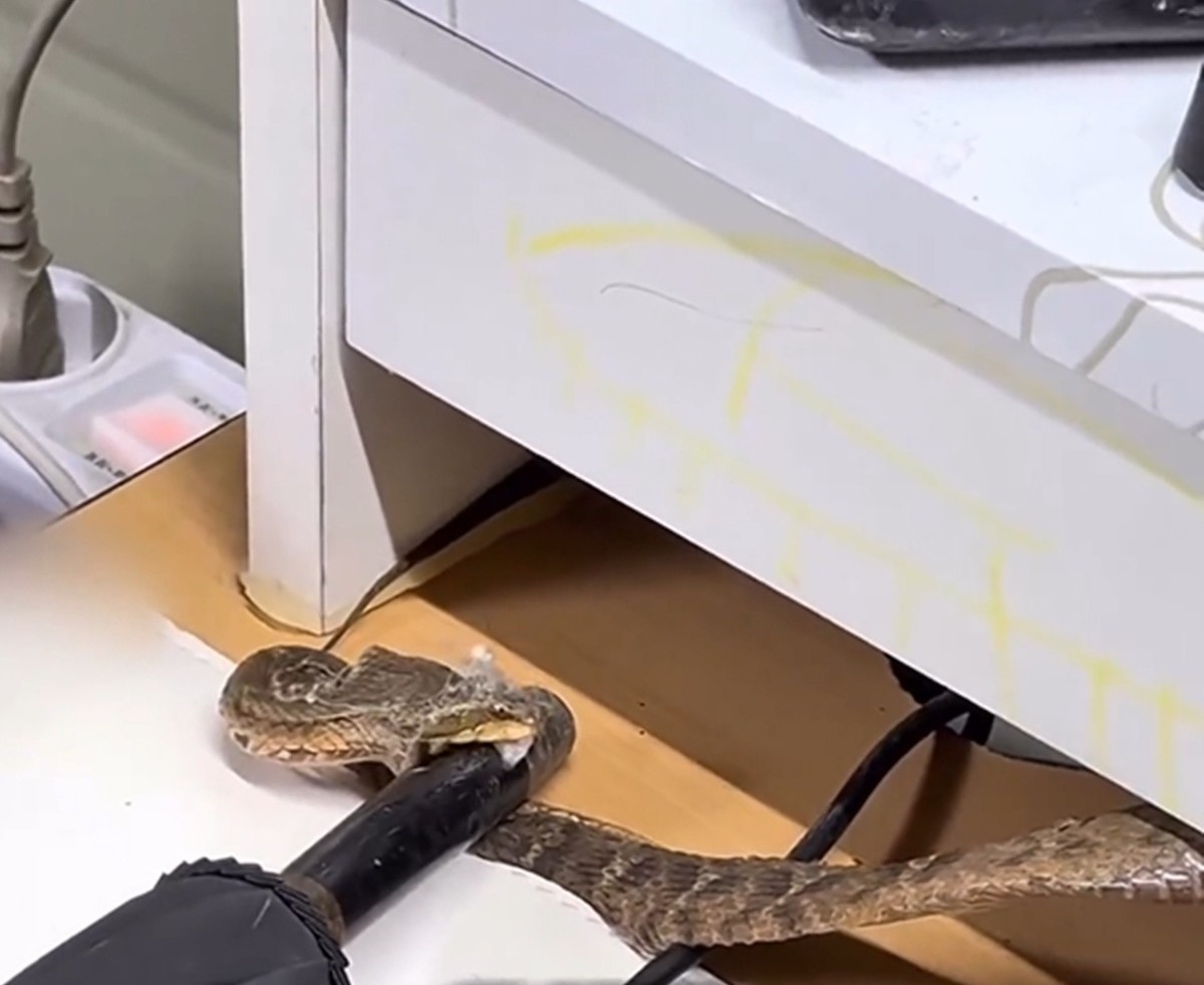 우산대를 깨물고 반격하는 살모사. / 인스타그램·에펨코리아