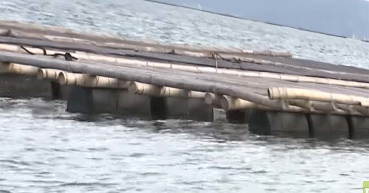 일본의 굴 양식장. / 'MBSNEWS' 유튜브