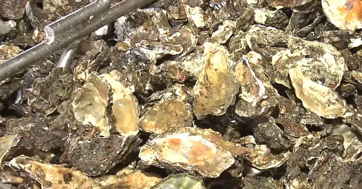 폐사한 굴. / '히로시마 뉴스' 유튜브