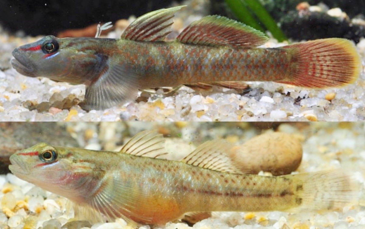 빨강밀어 모습. 위쪽은 수컷 빨강밀어, 아래쪽은 암컷 빨강밀어 사진. 국립호남권생물자원관은 시민과학자와 협력해 우리나라 거제도와 가덕도 연안에서 국내 미기록종인 '빨강밀어'를 확인했다고 21일 밝혔다.     / 국립생물자원관 제공