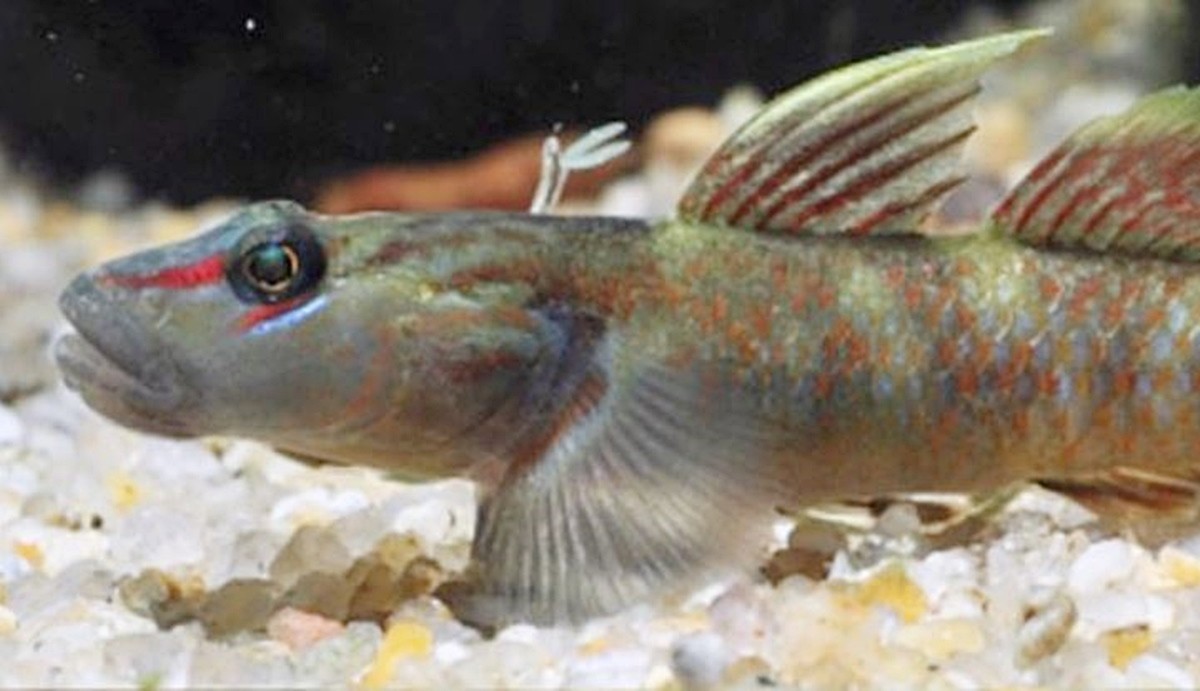 빨강밀어(수컷) 모습. 국립호남권생물자원관은 시민과학자와 협력해 우리나라 거제도와 가덕도 연안에서 국내 미기록종인 '빨강밀어'를 확인했다고 21일 밝혔다.     / 국립생물자원관 제공