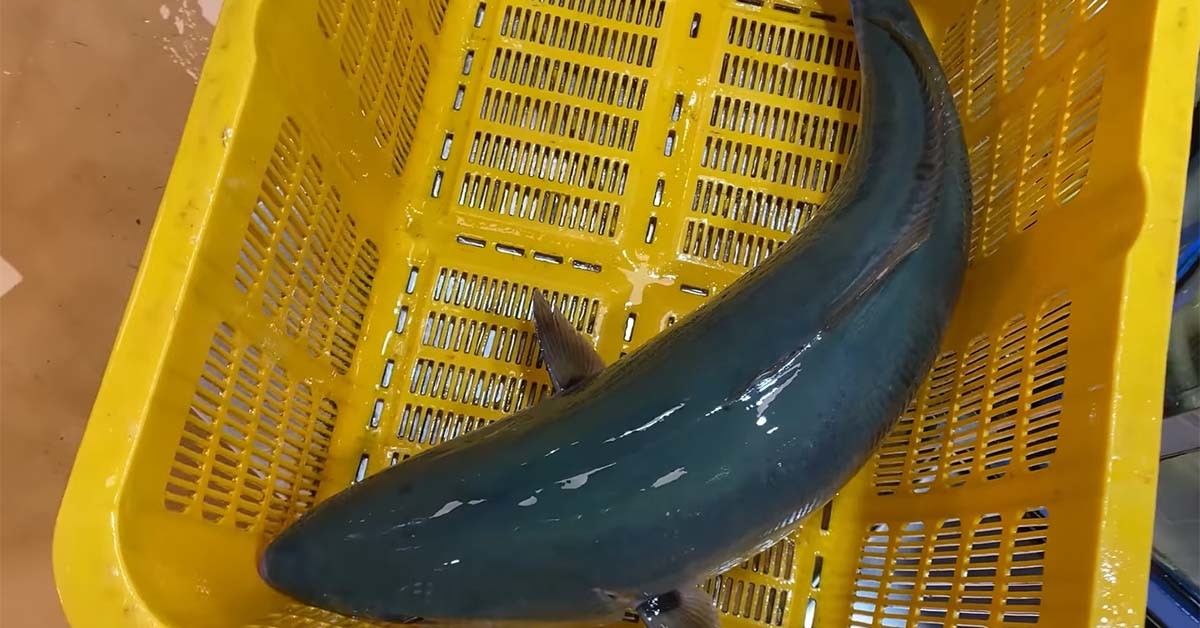 노량진 수산시장에서 팔리고 있는 일본산 방어. / '푸드박스' 유튜브