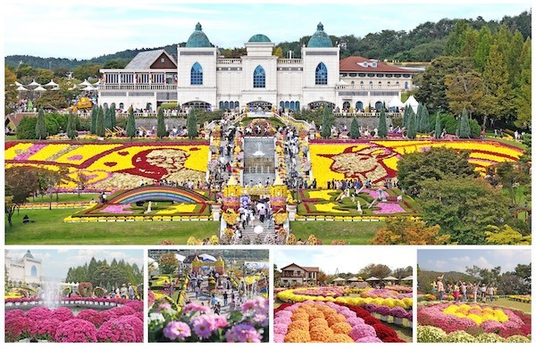 임실군 국화 전시 / 임실군