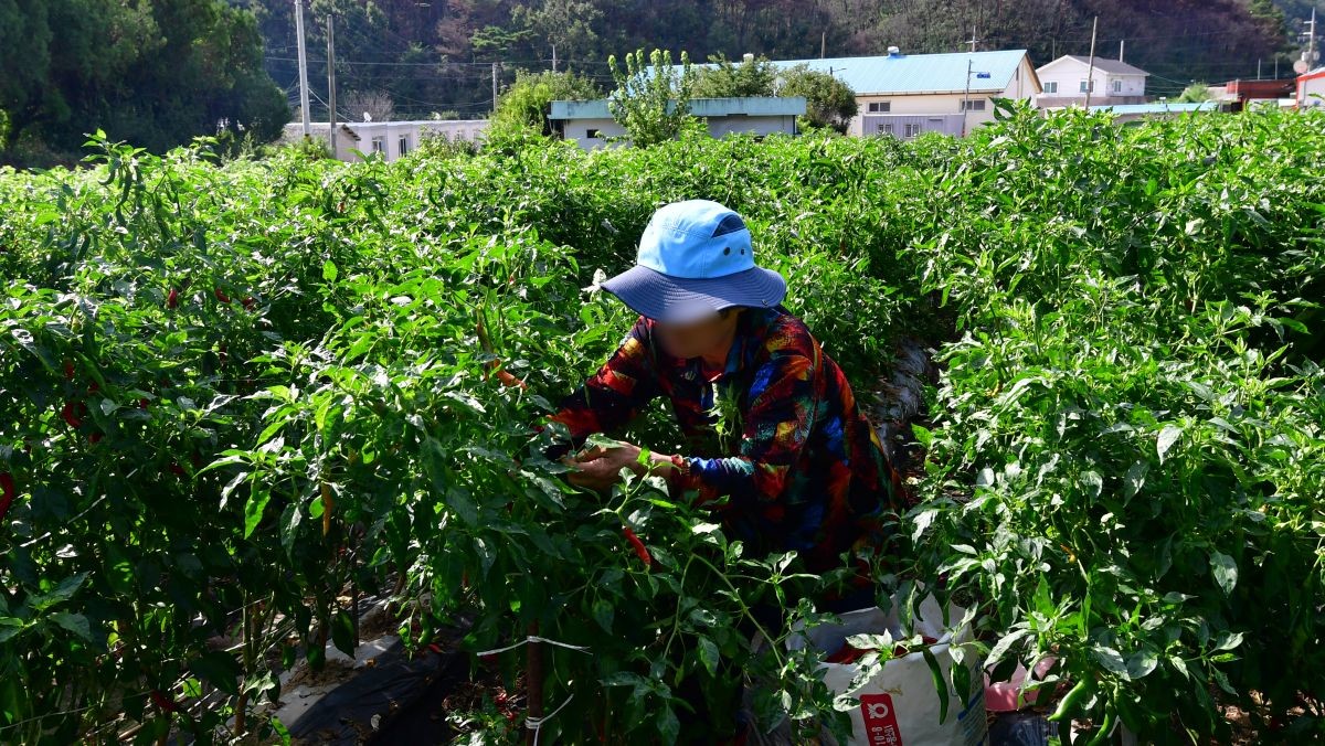 고추를 수확하는 모습. 자료사진. / 뉴스1