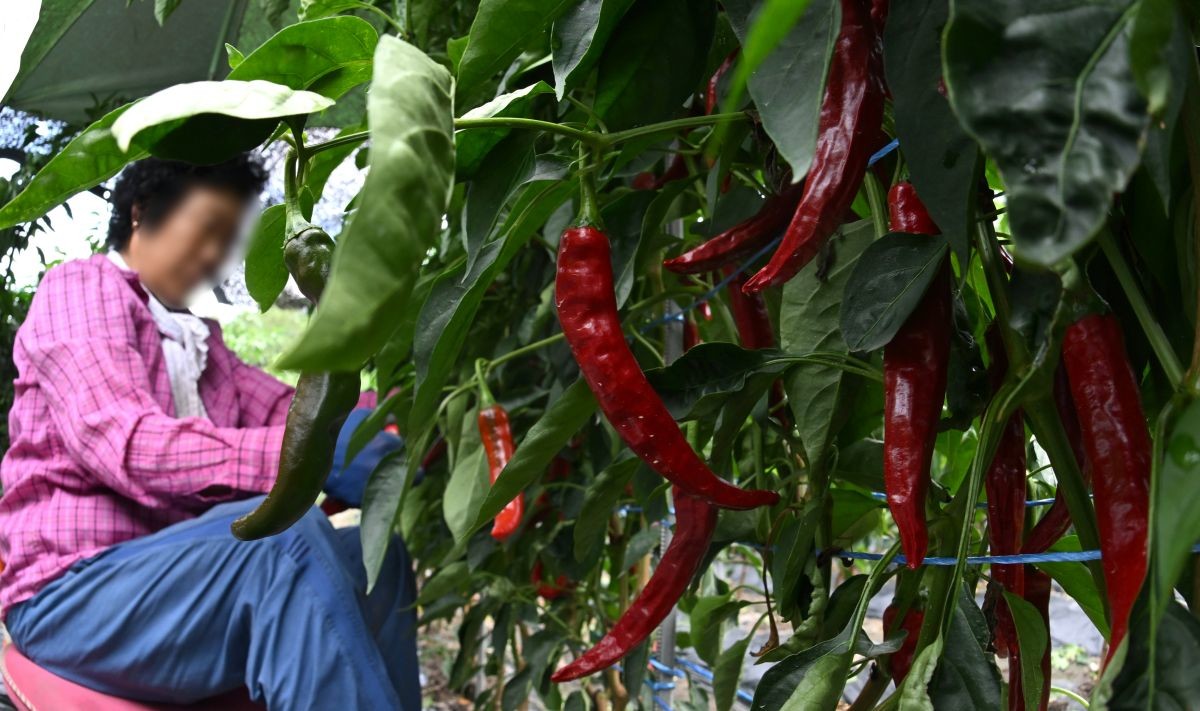 고추를 수확하는 모습. 자료사진. / 뉴스1