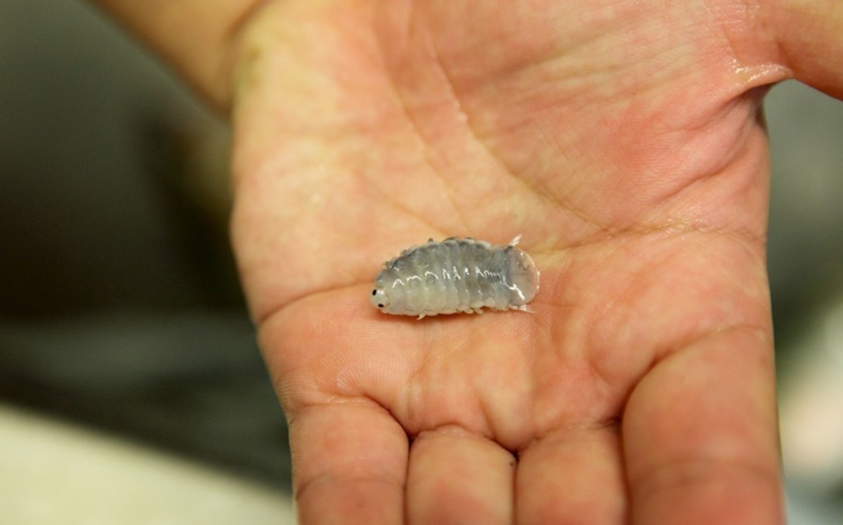 학꽁치에 기생하는 아감벌레 / 입질의 추억