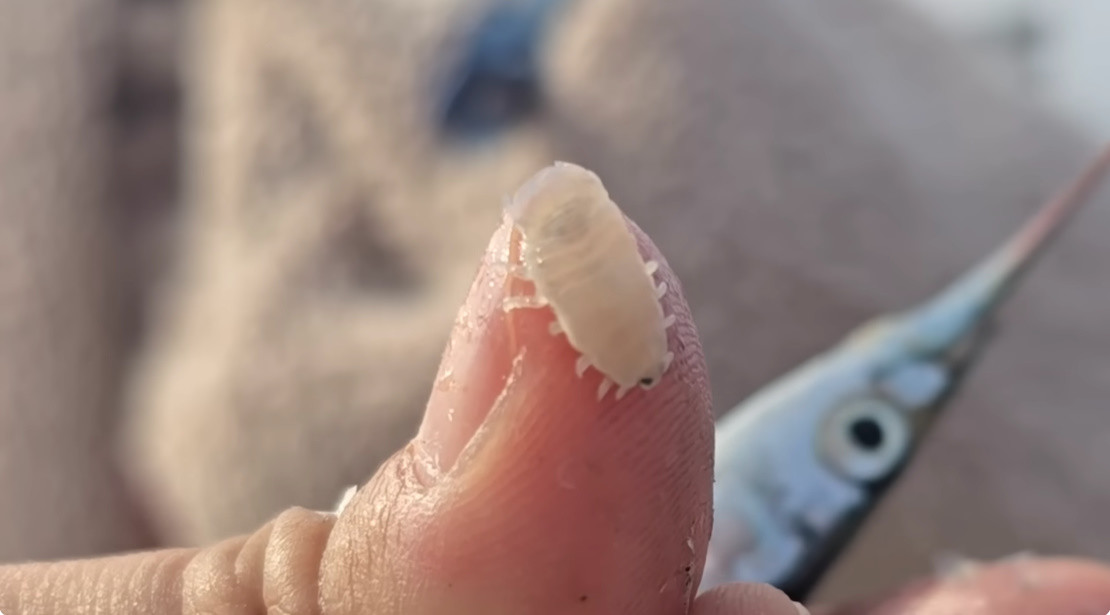 학꽁치 아가미에서 나온 아감벌레 / 유튜브 '국가대표 쩔템'