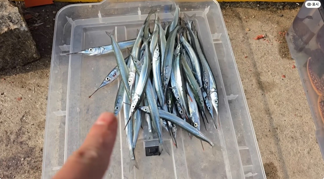 낚시로 잡은 학꽁치들 / 유튜브 '국가대표 쩔템'