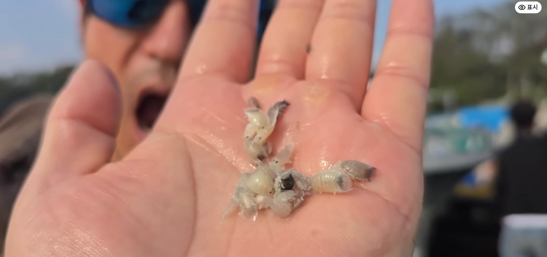 학꽁치에서 나온 아감벌레들 / 유튜브 '국가대표 쩔템'